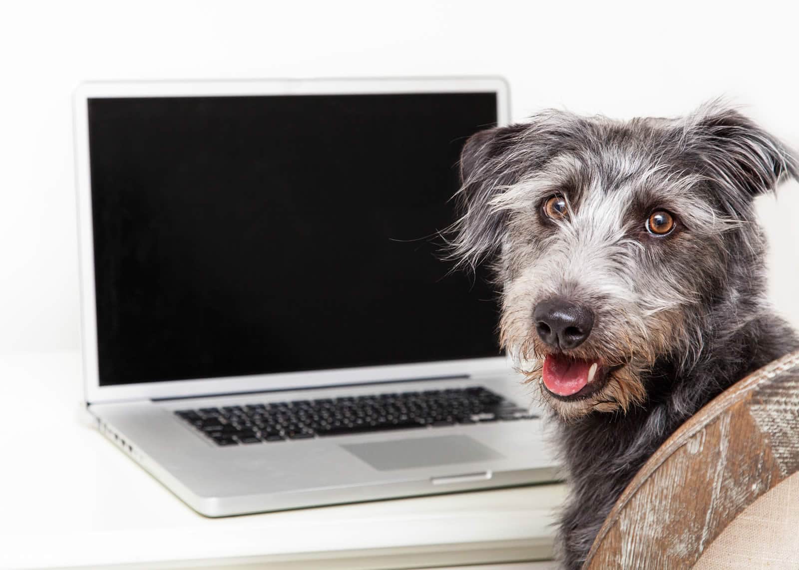 Dog sitting at a desk in front of a laptop computer