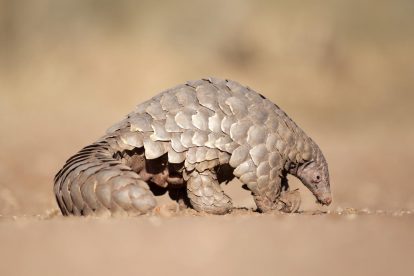 Pangolin hunting for ants