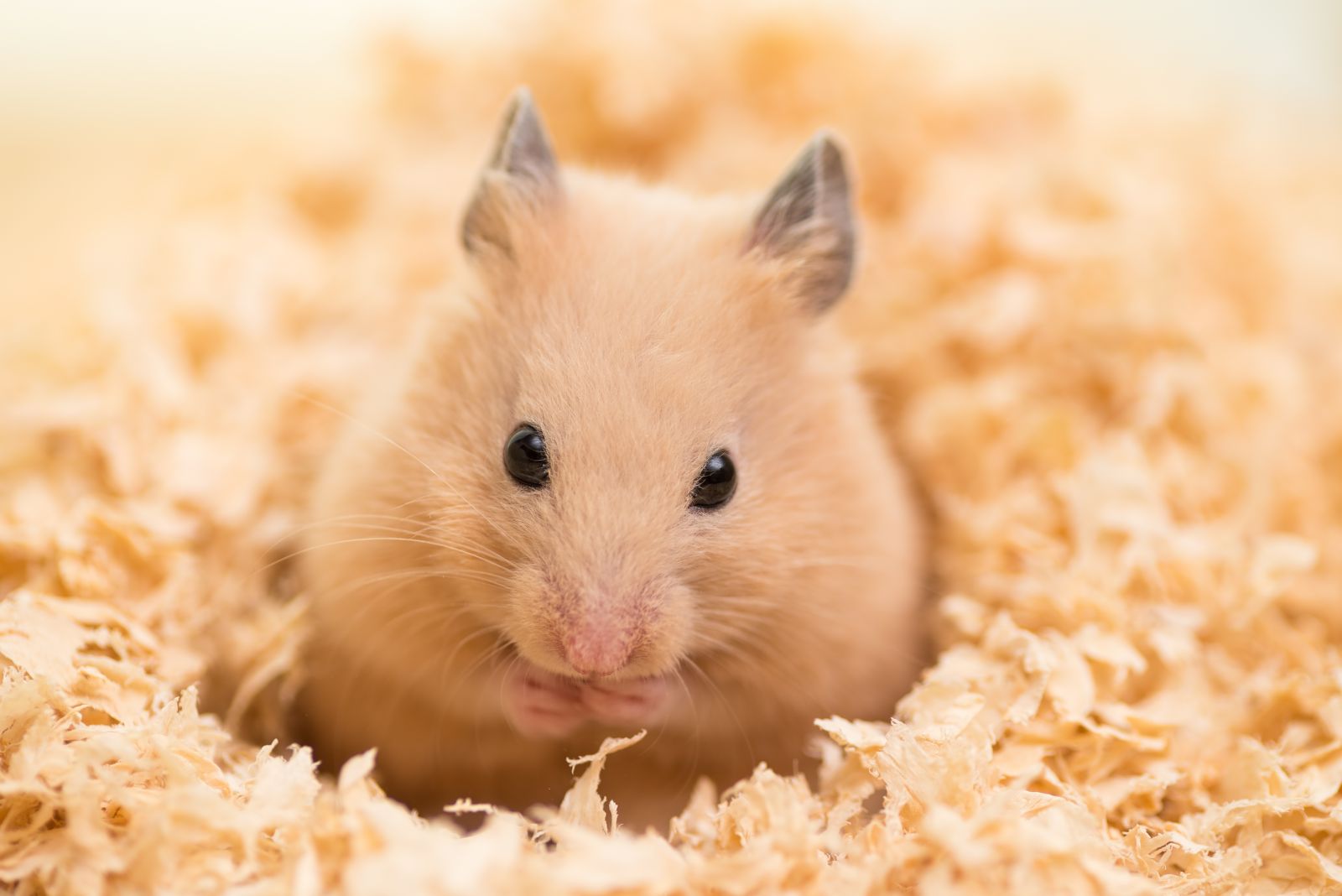 Close up of golden hamster nestling in pet bedding
