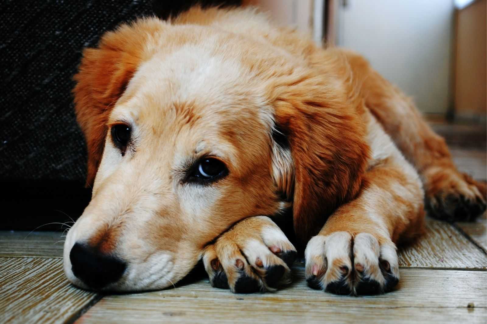 Close up of pet dog lying on the floor and looking into the camera