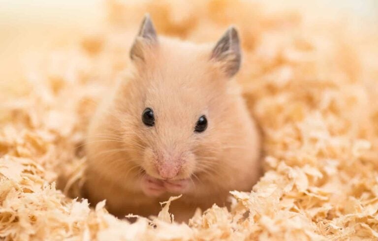 golden hamster nestling in wooden shavings pet bedding eating small animal food
