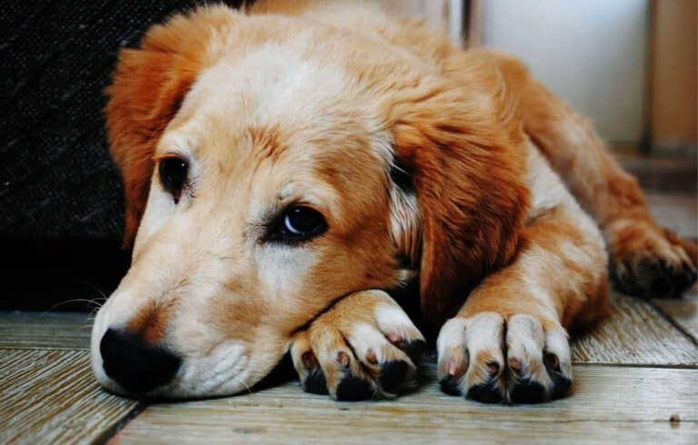pet golden labrador dog resting at home