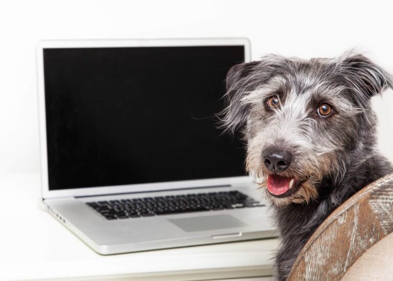 A dog sitting in a chair in front of a laptop computer turns round to look at the camera
