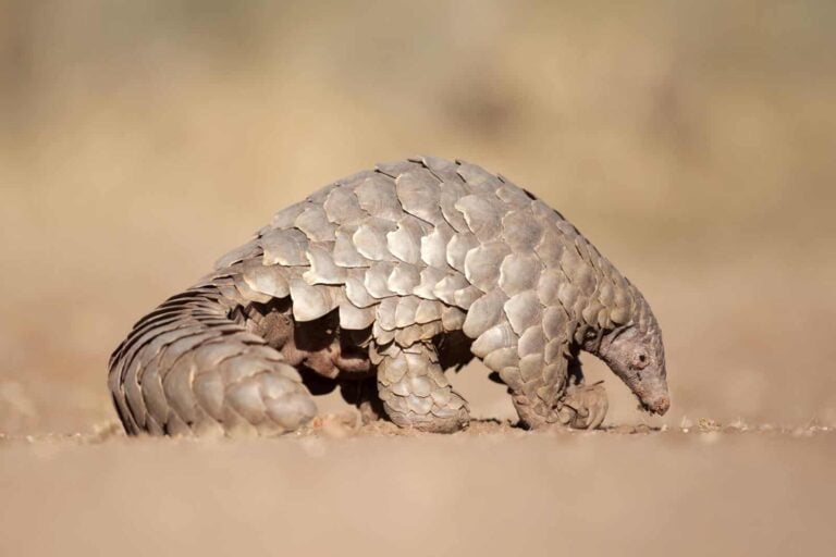 Endangered Pangolin hunting for ants in the savannah grasslands